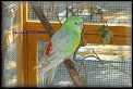 Papousek zpevavy - pastelovy 1,0